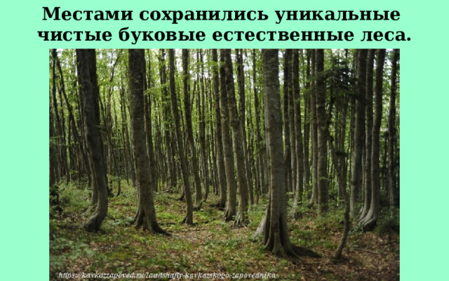 Местами сохранились уникальные чистые буковые естественные леса. 