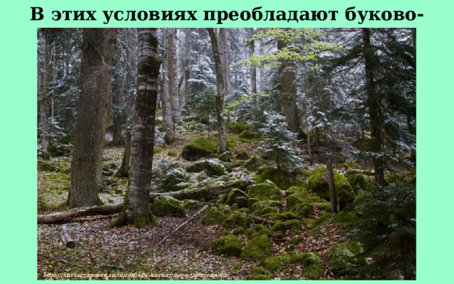 В этих условиях преобладают буково-пихтовые леса. 