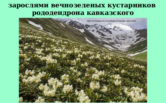 зарослями вечнозеленых кустарников рододендрона кавказского 