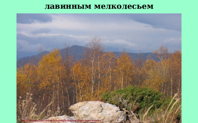 лавинным мелколесьем 