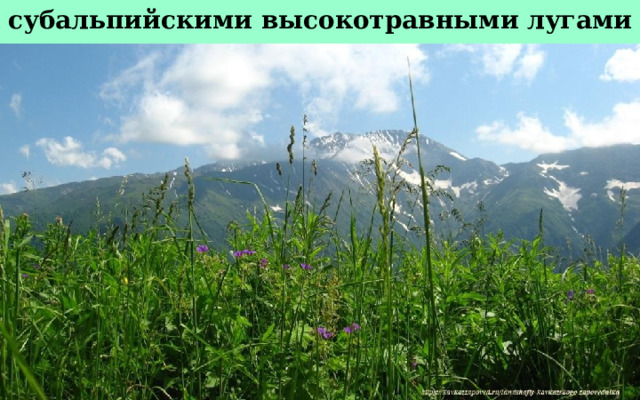 субальпийскими высокотравными лугами 