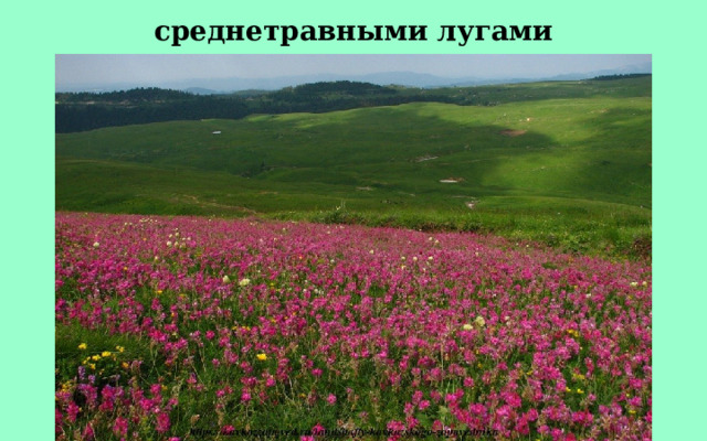 среднетравными лугами 