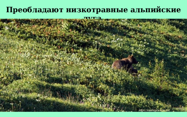 Преобладают низкотравные альпийские луга. 