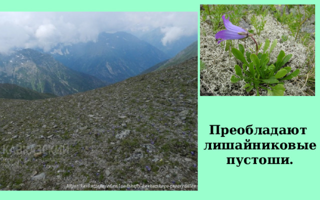Преобладают  лишайниковые пустоши. 