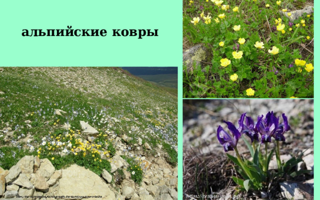 альпийские ковры 