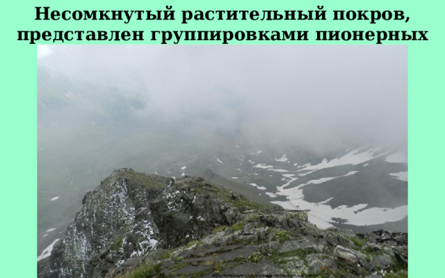 Несомкнутый растительный покров, представлен группировками пионерных растений. 