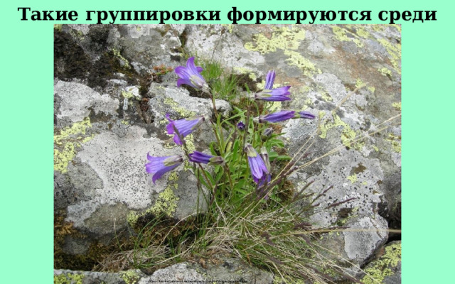 Такие группировки формируются среди скал и осыпей.  