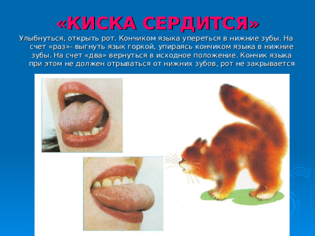«КИСКА СЕРДИТСЯ» Улыбнуться, открыть рот. Кончиком языка упереться в нижние зубы. На счет «раз»- выгнуть язык горкой, упираясь кончиком языка в нижние зубы. На счет «два» вернуться в исходное положение. Кончик языка при этом не должен отрываться от нижних зубов, рот не закрывается 