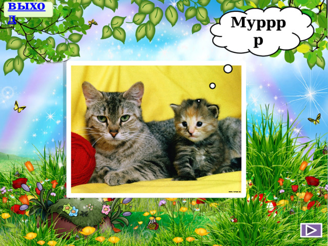 выход Мурррр 