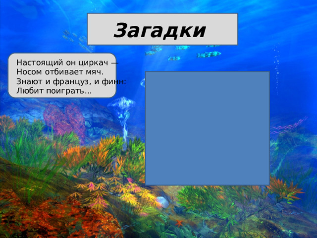 Загадки Настоящий он циркач — Носом отбивает мяч. Знают и француз, и финн: Любит поиграть... 