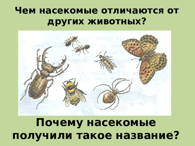 Чем насекомые отличаются от других животных? Почему насекомые получили такое название? 