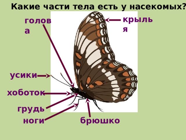Какие части тела есть у насекомых? крылья голова усики хоботок грудь брюшко ноги 