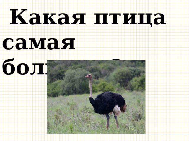  Какая птица самая большая?  