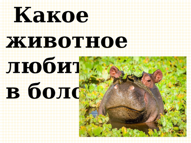  Какое животное любит сидеть в болоте? 