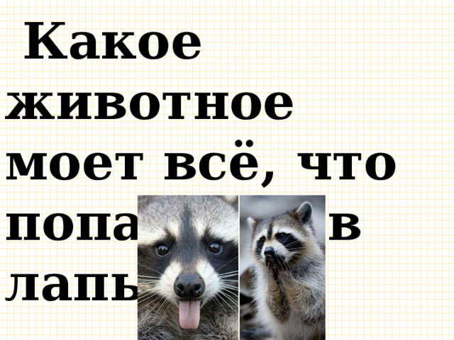  Какое животное моет всё, что попадётся в лапы? 