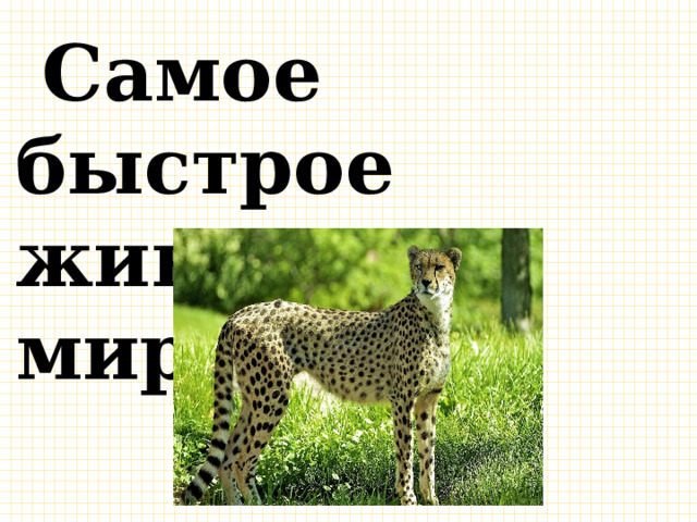  Самое быстрое животное в мире… 