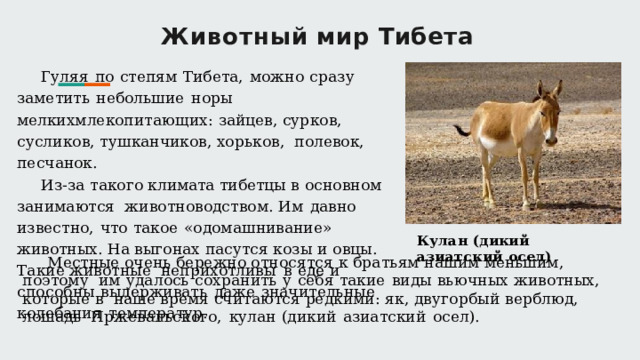 Животный  мир  Тибета Гуляя  по  степям  Тибета,  можно  сразу  заметить  небольшие  норы  мелких млекопитающих:  зайцев,  сурков, сусликов, тушканчиков,  хорьков,  полевок,  песчанок. Из-за такого климата тибетцы  в основном занимаются  животноводством. Им  давно  известно,  что  такое  «одомашнивание»  животных. На выгонах  пасутся  козы и овцы. Такие животные  неприхотливы  в  еде  и способны  выдерживать  даже  значительные  колебания  температур. Кулан  (дикий  азиатский осел) Местные  очень бережно  относятся к братьям нашим  меньшим, поэтому  им  удалось  сохранить  у  себя  такие  виды  вьючных  животных,  которые  в  наше  время считаются  редкими:  як, двугорбый верблюд, лошадь  Пржевальского,  кулан  (дикий  азиатский  осел). 