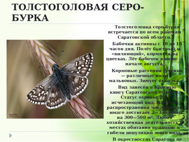 ТОЛСТОГОЛОВАЯ СЕРО-БУРКА Толстоголовка серо-бурая встречается по всем районам Саратовской области. Бабочки активны с 10 до 18 часов дня. Полёт быстрый и «виляющий», кормятся на цветках. Лёт бабочек в июне — начале августа. Кормовые растения гусениц — различные виды мальвовых. Зимует куколка. Вид занесён в Красную книгу Саратовской области. Статус охраны: 2 — исчезающий вид. В местах распространения численность имаго достигает 2—3 особей на 300—500 м². Любая хозяйственная деятельность в местах обитания приводит к гибели популяций этого вида. В окрестностях Саратова не отмечался с 1999 года.  