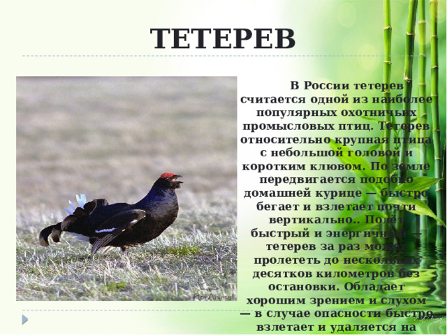 ТЕТЕРЕВ В России тетерев считается одной из наиболее популярных охотничьих промысловых птиц. Тетерев относительно крупная птица с небольшой головой и коротким клювом. По земле передвигается подобно домашней курице — быстро бегает и взлетает почти вертикально.. Полёт быстрый и энергичный — тетерев за раз может пролететь до нескольких десятков километров без остановки. Обладает хорошим зрением и слухом — в случае опасности быстро взлетает и удаляется на дальнее расстояние.   