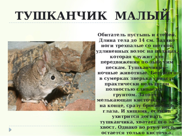 ТУШКАНЧИК МАЛЫЙ Обитатель пустынь и степей. Длина тела до 14 см. Задние ноги трехпалые со щеткой удлиненных волос на пальцах, которая служит для передвижения по зыбучим пескам. Тушканчики — ночные животные. Бегущего в сумерках зверька увидеть практически нельзя: он полностью сливается с грунтом. Зато его мелькающая кисточка, белая на конце, сразу бросается в глаза. И хищник, если он ухитрится догнать тушканчика, хватает его за хвост. Однако во рту у него остается только кисточка. Тушканчик сбрасывает кожу с конца хвоста и таким образом спасает себе жизнь. 