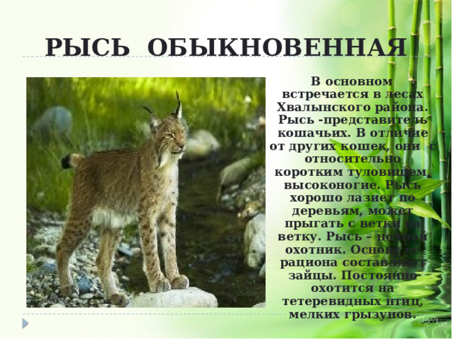 РЫСЬ ОБЫКНОВЕННАЯ В основном встречается в лесах Хвалынского района. Рысь -представитель кошачьих. В отличие от других кошек, они с относительно коротким туловищем, высоконогие. Рысь хорошо лазиет по деревьям, может прыгать с ветки на ветку. Рысь – ночной охотник. Основу её рациона составляют зайцы. Постоянно охотится на тетеревидных птиц, мелких грызунов. 