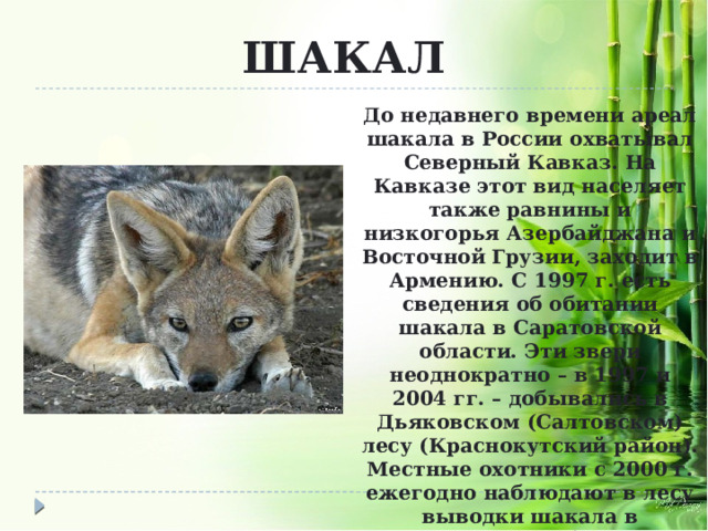 ШАКАЛ До недавнего времени ареал шакала в России охватывал Северный Кавказ. На Кавказе этот вид населяет также равнины и низкогорья Азербайджана и Восточной Грузии, заходит в Армению. С 1997 г. есть сведения об обитании шакала в Саратовской области. Эти звери неоднократно – в 1997 и 2004 гг. – добывались в Дьяковском (Салтовском) лесу (Краснокутский район). Местные охотники с 2000 г. ежегодно наблюдают в лесу выводки шакала в непосредственной близости от Дьяковки . 