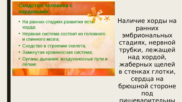 Наличие хорды на ранних эмбриональных стадиях, нервной трубки, лежащей над хордой, жаберных щелей в стенках глотки, сердца на брюшной стороне под пищеварительным трактом. 