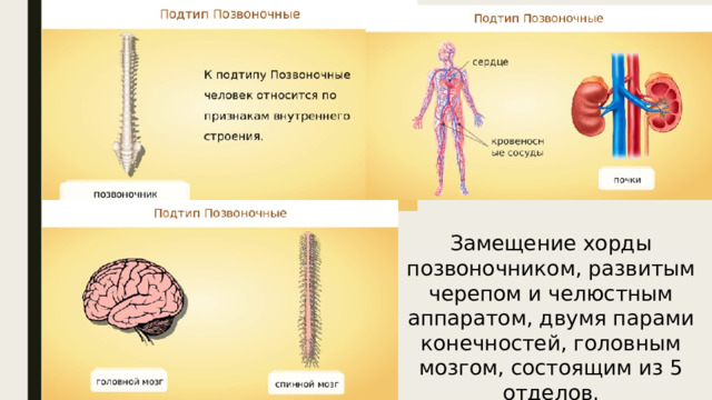 Замещение хорды позвоночником, развитым черепом и челюстным аппаратом, двумя парами конечностей, головным мозгом, состоящим из 5 отделов. 