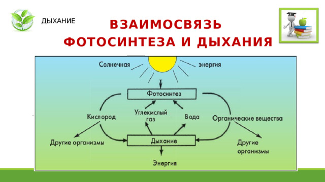  ДЫХАНИЕ ВЗАИМОСВЯЗЬ  ФОТОСИНТЕЗА И ДЫХАНИЯ 