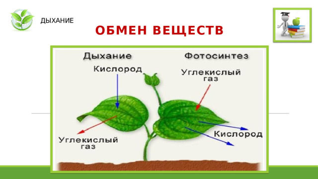  ДЫХАНИЕ ОБМЕН ВЕЩЕСТВ 