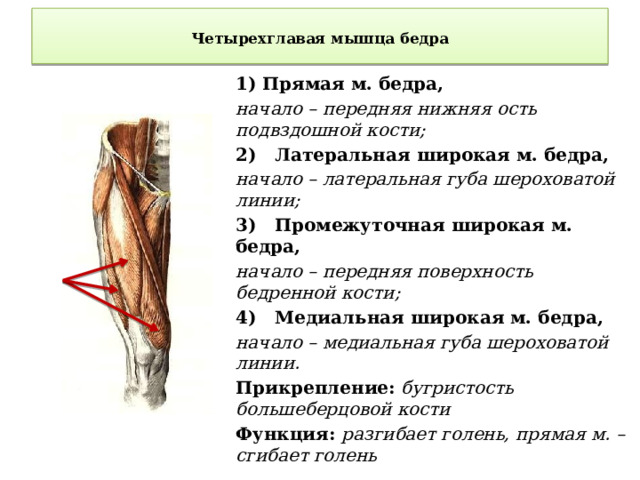 Четырехглавая мышца бедра   1) Прямая м. бедра, начало – передняя нижняя ость подвздошной кости; 2) Латеральная широкая м. бедра, начало – латеральная губа шероховатой линии; 3) Промежуточная широкая м. бедра, начало – передняя поверхность бедренной кости; 4) Медиальная широкая м. бедра, начало – медиальная губа шероховатой линии. Прикрепление: бугристость большеберцовой кости Функция: разгибает голень, прямая м. – сгибает голень 