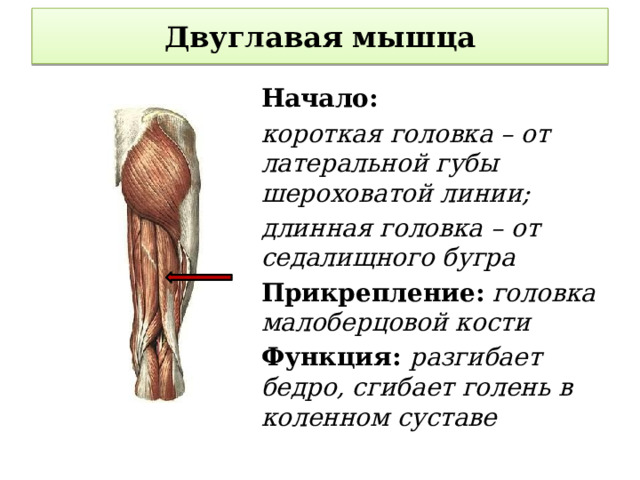 Двуглавая мышца Начало: короткая головка – от латеральной губы шероховатой линии; длинная головка – от седалищного бугра Прикрепление: головка малоберцовой кости Функция: разгибает бедро, сгибает голень в коленном суставе  