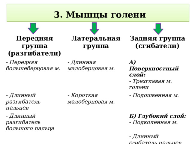  3. Мышцы голени Передняя группа (разгибатели) Латеральная группа - Передняя большеберцовая м. - Длинный разгибатель пальцев - Длинная малоберцовая м. Задняя группа (сгибатели) - Короткая малоберцовая м. А) Поверхностный слой: - Длинный разгибатель большого пальца - Подошвенная м. - Трехглавая м. голени Б) Глубокий слой: - Подколенная м. - Длинный сгибатель пальцев - Длинный сгибатель большого пальца - Задняя большеберцовая м. 
