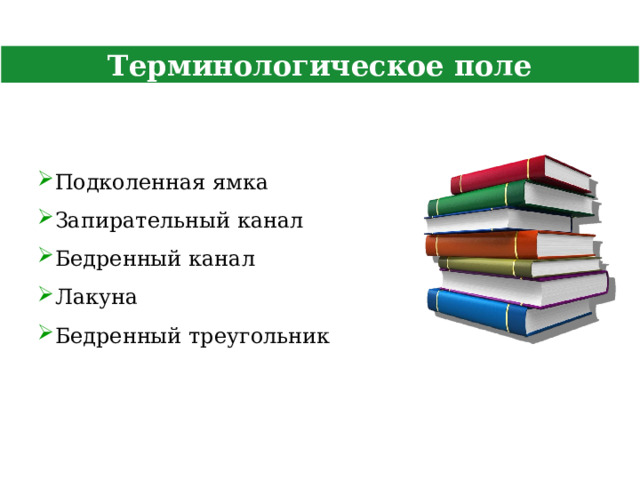 Терминологическое поле Подколенная ямка Запирательный канал Бедренный канал Лакуна Бедренный треугольник  