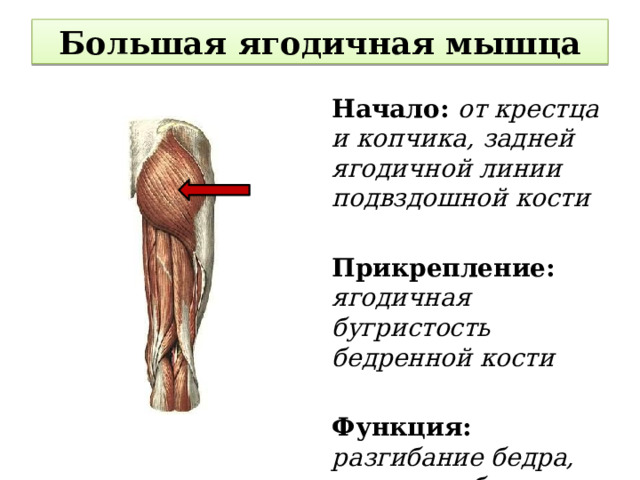 Большая ягодичная мышца Начало: от крестца и копчика, задней ягодичной линии подвздошной кости  Прикрепление: ягодичная бугристость бедренной кости  Функция: разгибание бедра, вращение бедра наружу, отведение бедра 