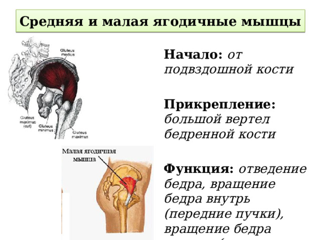 Средняя и малая ягодичные мышцы Начало: от подвздошной кости  Прикрепление: большой вертел бедренной кости  Функция: отведение бедра, вращение бедра внутрь (передние пучки), вращение бедра наружу (задние пучки) 