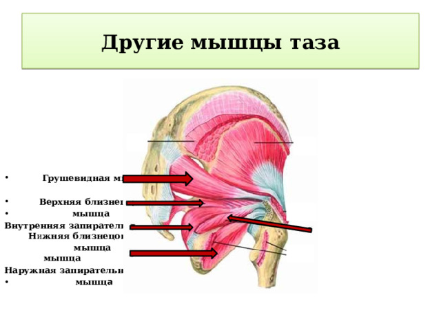 Другие мышцы таза       Грушевидная мышца   Верхняя близнецовая  мышца Внутренняя запирательная Н и жняя близнецовая  мышца мышца Наружная запирательная  мышц а 