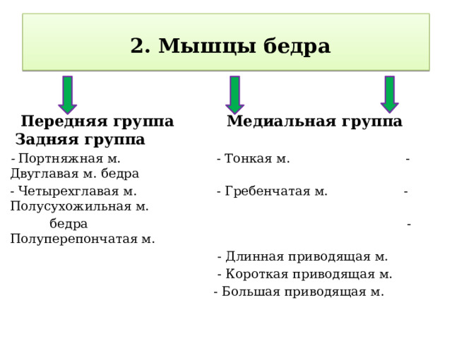  2. Мышцы бедра  Передняя группа Медиальная группа Задняя группа - Портняжная м. - Тонкая м. - Двуглавая м. бедра - Четырехглавая м. - Гребенчатая м. - Полусухожильная м.  бедра - Полуперепончатая м.  - Длинная приводящая м.  - Короткая приводящая м.  - Большая приводящая м.  