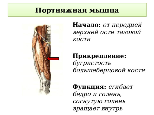 Портняжная мышца Начало: от передней верхней ости тазовой кости  Прикрепление: бугристость большеберцовой кости  Функция: сгибает бедро и голень, согнутую голень вращает внутрь 