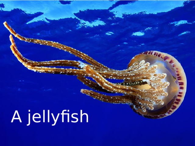 A jellyfish 