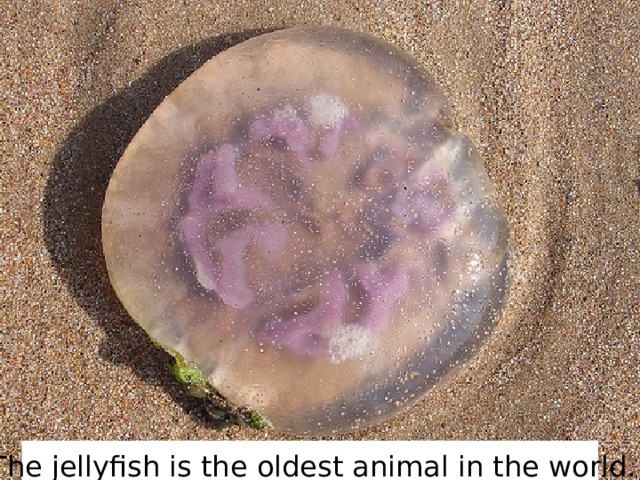 The jellyfish is the oldest animal in the world. 