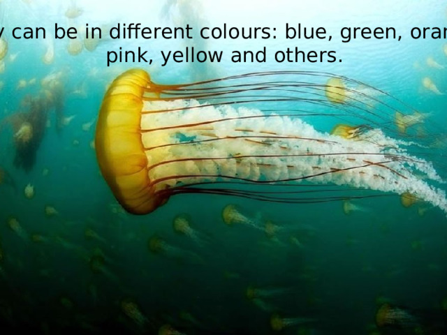 They can be in different colours: blue, green, orange, pink, yellow and others. 