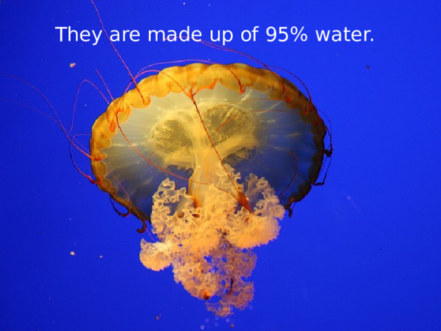 They are made up of 95% water. 