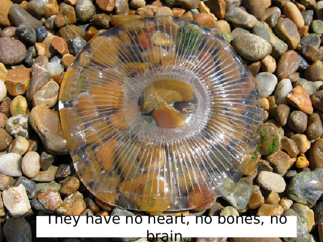 They have no heart, no bones, no brain. 