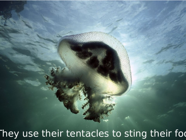 They use their tentacles to sting their food. 