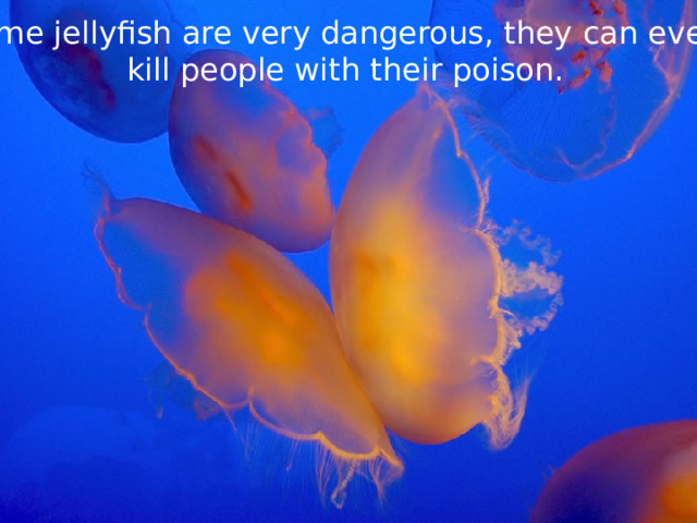 Some jellyfish are very dangerous, they can even  kill people with their poison. 