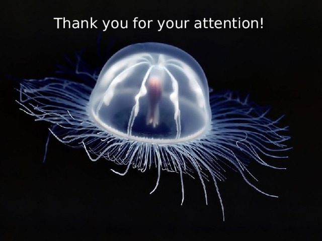 Thank you for your attention! 