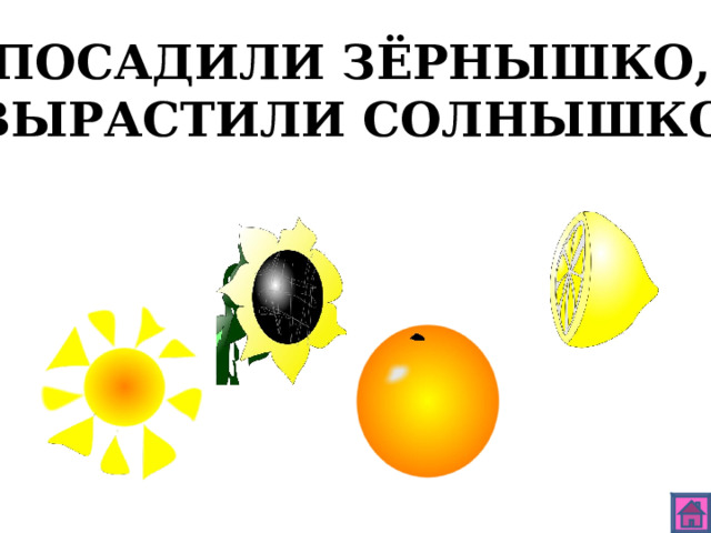 ПОСАДИЛИ ЗЁРНЫШКО, ВЫРАСТИЛИ СОЛНЫШКО. 