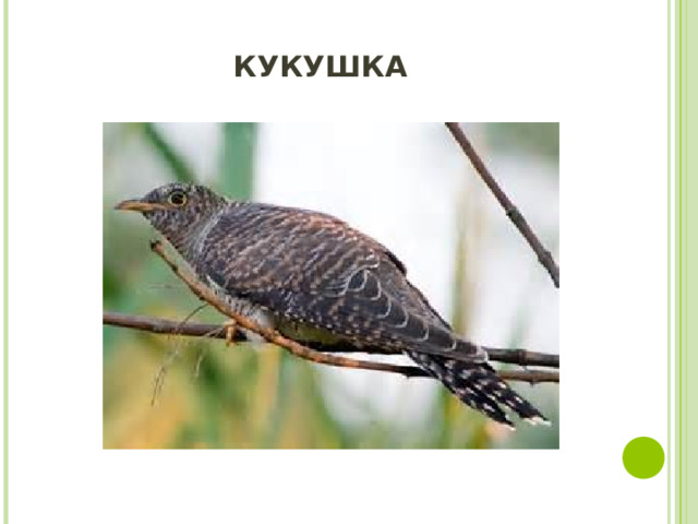КУКУШКА   
