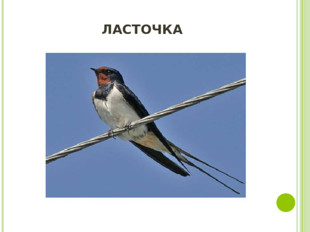 ЛАСТОЧКА 